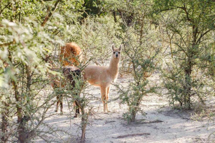 Estancia Rio De Arena Colalao del Valle Экстерьер фото